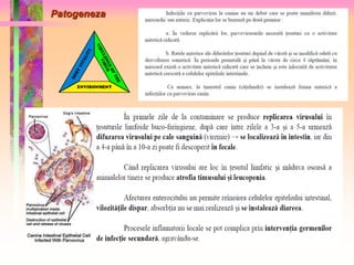 Patogeneza 
 