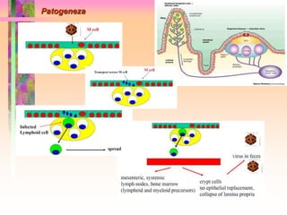 Patogeneza 
 