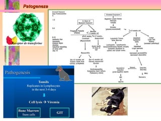 Patogeneza 
Receptor de transferine 
 