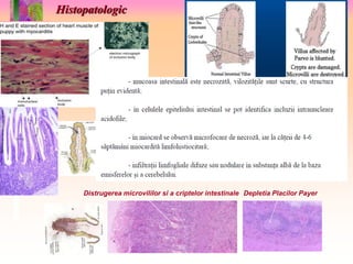 Histopatologic 
Distrugerea microvililor si a criptelor intestinale Depletia Placilor Payer 
 