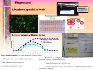 Diagnosticul 
1.Decelarea Ag-nului in fecale 
2. Determinarea titrului de Ac 
 