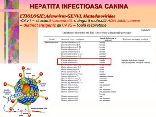 HEPATITA INFECTIOASA CANINA 
ETIOLOGIE:Adenovirus-GENUL Mastadenoviridae 
-CAV1 – structură icosaedrală, o singură moleculă ADN dublu catenar 
-- distinct antigenic de CAV2 – boala respiratorie 
 