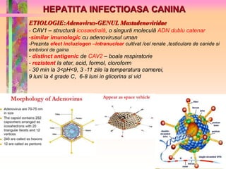 HEPATITA INFECTIOASA CANINA 
ETIOLOGIE:Adenovirus-GENUL Mastadenoviridae 
- CAV1 – structură icosaedrală, o singură moleculă ADN dublu catenar 
-similar imunologic cu adenovirusul uman 
-Prezinta efect incluziogen –intranuclear cultivat /cel renale ,testiculare de canide si 
embrioni de gaina 
- distinct antigenic de CAV2 – boala respiratorie 
- rezistent la eter, acid, formol, cloroform 
- 30 min la 3<pH<9, 3 -11 zile la temperatura camerei, 
9 luni la 4 grade C, 6-8 luni in glicerina si vid 
 