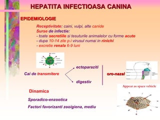 HEPATITA INFECTIOASA CANINA 
EPIDEMIOLOGIE 
Receptivitate: caini, vulpi, alte canide 
Surse de infectie: 
- toate secretiile si tesuturile animalelor cu forme acute 
- dupa 10-14 zile p.i virusul numai in rinichi 
- excretie renala 6-9 luni 
Cai de transmitere 
ectoparaziti 
digestiv 
oro-nazal 
Dinamica 
Sporadico-enzootica 
Factori favorizanti zooigiena, mediu 
 