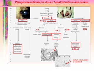 Patogeneza infectiei cu virusul hepatitei infectioase canine 
6-9luni 
Incluzii intranucleare 
in hepatocit 
4-8 zile 
1:4 1:16 1:500 
CID 
 