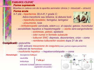 TABLOUL CLINIC 
Forma supraacuta 
Moartea in cateva ore de la aparitia semnelor clinice (~ intoxicatii – otraviri) 
Forma acuta 
5-7 zile - hipertermie 39,4-41,1 grade C; 
-febra tranzitorie sau bifazica, la debutul bolii 
- hipertrofia tonsilelor, faringelui, laringelui 
- pneumonie, tuse 
- limfadenopatie cervicala, edem s.c. al capului, gatului, trunchiului 
- sensibilitate hepatica si hepatomegalie → ascita sero-sangvinolenta 
- echimoze, petesii, epistaxis 
- icter numai in formele subacute 
- tulburari SNC: depresie, dezorientare, crize – coma 
- remiterea tulburarilor oculare dupa 21 de zile 
Complicatii:- pielonefrita 
- CID: activare mecanisme de coagulare(creer, pulmon,organe parnechim) 
- tulburari de hemostaza 
- insuficienta hepatica → hepatoencefalopatie → coma 
Hematologic: leucopenie 2 zile p.i; 
neutrofilie 
7 zile p.i 
limfocitoza 
eritrocite nucleate (alterare endoteliului 
capilarelor sinusoide ) 
 