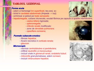 TABLOUL LEZIONAL 
Forma acuta 
- edem si hemoragii lnn superficiali, tes.conj. sc; 
- lichid in cavitatea abdominala (limpede → roz); 
- echimoze si petesii pe toate seroasele; 
- hepatomegalie, culoare intunecata, exudat fibrinos pe capsula si spatiile interlobulare; 
- vezica biliara ingrosata; 
- splenomegalie; 
- infarcte renale multifocale; 
- zone de densitate pulmonara; 
- opacifiere corneana; 
Formele subacute-cronice: 
- fibroza hepatica; 
- focare necrotice in corticala renala; 
- glaucom 
Microscopic 
- necroza centrolobulara si panlobulara; 
- infiltrat neutrofilic si mononuclear; 
- incluzii virale in glomerulii renali, endoteliul tubuli; 
- iridociclita granulomatoasa, edem cornean; 
- incluzii intranucleare hepatice. 
 