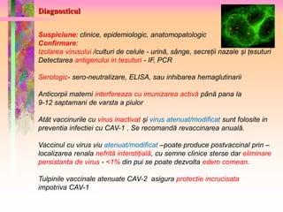 Diagnosticul 
Suspiciune: clinice, epidemiologic, anatomopatologic 
Confirmare: 
Izolarea virusului /culturi de celule - urină, sânge, secreții nazale și țesuturi 
Detectarea antigenului in tesuturi - IF, PCR 
Serologic- sero-neutralizare, ELISA, sau inhibarea hemaglutinarii 
Anticorpii materni interfereaza cu imunizarea activă până pana la 
9-12 saptamani de varsta a piulor 
Atât vaccinurile cu virus inactivat și virus atenuat/modificat sunt folosite in 
preventia infectiei cu CAV-1 . Se recomandă revaccinarea anuală. 
Vaccinul cu virus viu atenuat/modificat –poate produce postvaccinal prin – 
localizarea renala nefrită interstițială, cu semne clinice sterse dar eliminare 
persistanta de virus - <1% din pui se poate dezvolta edem cornean. 
Tulpinile vaccinale atenuate CAV-2 asigura protectie incrucisata 
impotriva CAV-1 
 