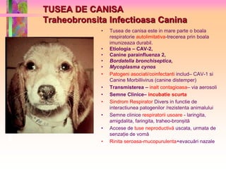 TUSEA DE CANISA 
Traheobronsita Infectioasa Canina 
• Tusea de canisa este in mare parte o boala 
respiratorie autolimitativa-trecerea prin boala 
imunizeaza durabil. 
• Etiologia – CAV-2, 
• Canine parainfluenza 2, 
• Bordatella bronchiseptica, 
• Mycoplasma cynos 
• Patogeni asociati/coinfectanti includ– CAV-1 si 
Canine Morbillivirus (canine distemper) 
• Transmisterea – inalt contagioasa– via aerosoli 
• Semne Clinice– incubatie scurta 
• Sindrom Respirator Divers in functie de 
interactiunea patogenilor /rezistenta animalului 
• Semne clinice respiratorii usoare - laringita, 
amigdalita, faringita, traheo-bronșită 
• Accese de tuse neproductivă uscata, urmata de 
senzație de vomă 
• Rinita seroasa-mucopurulenta+evacuări nazale 
 