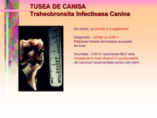 TUSEA DE CANISA 
Traheobronsita Infectioasa Canina 
De obicei, se remite in 2 saptamani 
Diagnostic - similar cu CAV-1 
Palparea traheei stimuleaza accesele 
de tuse 
Imunitate - CAV-2 vaccinarea-MLV este 
încorporat în mod obișnuit în protocoalele 
de vaccinuri recomandate pentru toți câinii 
 
