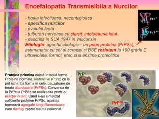 Encefalopatia Transmisibila a Nurcilor 
- boala infectioasa, necontagioasa 
- specifica nurcilor 
- evolutie lenta 
- tulburari nervoase cu sfarsit intotdeauna letal 
- descrisa in SUA 1947 in Wisconsin 
Etiologia- agentul etiologic – un prion proteina (PrPSc), 
asemanator cu cel al scrapiei si BSE rezistent la 100 grade C, 
ultraviolete, formol, eter, si la enzime proteolitice 
PrPc 
PrPSc 
Proteina prionica există în două forme. 
Proteine normale, inofensive (PrPc) ce isi 
pot schimba forma in cele, cauzatoare de 
boala dăunătoare (PrPSc). Conversia de 
la PrPc la PrPSc se realizeaza printr-o 
reacție în lanț. Când s-au sintetizat 
suficiente proteine PrPSc, acestea 
formează agregate lungi filamentoase 
care distrug treptat tesutul neuronal. 
 