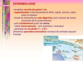 EPIDEMIOLOGIE 
-receptive nurcile de peste 1 an 
- experimental a fost transmisa la dihor, capre, sconcs, raton, 
pisici si soareci 
- boala se transmite pe cale digestiva, prin consum de carne 
provenita de la ovine bolnave 
- prin canibalismul puilor de nurca 
- calea transcutanata – prin zgarieturi, muscaturi 
- perioada de incubatie 1 – 2 ani 
Dinamica sporadico-enzootica( numarul de animale expuse-hranite) 
 