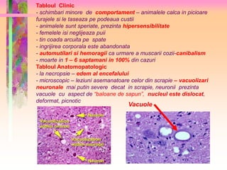 Tabloul Clinic 
- schimbari minore de comportament – animalele calca in picioare 
furajele si le taseaza pe podeaua custii 
- animalele sunt speriate, prezinta hipersensibilitate 
- femelele isi neglijeaza puii 
- tin coada arcuita pe spate 
- ingrijirea corporala este abandonata 
- automutilari si hemoragii ca urmare a muscarii cozii-canibalism 
- moarte in 1 – 6 saptamani in 100% din cazuri 
Tabloul Anatomopatologic 
- la necropsie – edem al encefalului 
- microscopic – leziuni asemanatoare celor din scrapie – vacuolizari 
neuronale mai putin severe decat in scrapie, neuronii prezinta 
vacuole cu aspect de “baloane de sapun”, nucleul este dislocat, 
deformat, picnotic 
Vacuole 
 