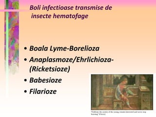 Boli infectioase transmise de 
insecte hematofage 
• Boala Lyme-Borelioza 
• Anaplasmoze/Ehrlichioza- 
(Ricketsioze) 
• Babesioze 
• Filarioze 
 