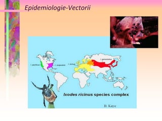 Epidemiologie-Vectorii 
 