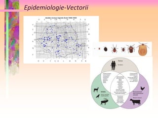 Epidemiologie-Vectorii 
 