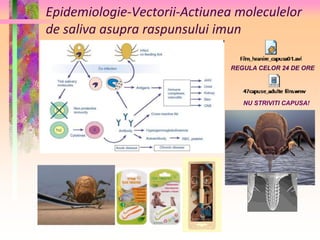 Epidemiologie-Vectorii-Actiunea moleculelor 
de saliva asupra raspunsului imun 
REGULA CELOR 24 DE ORE 
NU STRIVITI CAPUSA! 
 