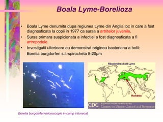 Boala Lyme-Borelioza 
• Boala Lyme denumita dupa regiunea Lyme din Anglia loc in care a fost 
diagnosticata la copii in 1977 ca sursa a artritelor juvenile. 
• Sursa primara suspicionata a infectiei a fost diagnosticata a fi 
artropodele. 
• Investigatii ulterioare au demonstrat originea bacteriana a bolii: 
Borelia burgdorferi s.l.-spirocheta 8-20μm 
Borelia burgdorferi-microscopie in camp intunecat 
 