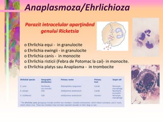 Anaplasmoza/Ehrlichioza 
Parazit intracelular aparţinând 
genului Ricketsia 
o Ehrlichia equi - in granulocite 
o Ehrlichia ewingii - in granulocite 
o Ehrlichia canis - in monocite 
o Ehrlichia risticii (Febra de Potomac la cai)- in monocite. 
o Ehrlichia platys sau Anaplasma - in trombocite 
 