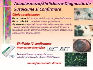 Anaplasmoza/Ehrlichioza-Diagnostic de 
Suspiciune si Confirmare 
Clinic-suspiciunea: 
Forma acuta: la 3 saptamani de la infectie, febra,limfadenita 
Forma subclinica: trombocitopenie, globulinemie 
Forma cronica: epistaxis, hemoptizie, urinare cu sange, anemie, 
petesii cutanate, sindrom hemoragic, uneori artrite, semne 
neurologice, uveite, glomerulonefrite , proteinurie, globulinemie, 
pancitopenie, albuminopenie. 
Ehrlichia IC-confirmare- 
Imunocromatografica 
Test rapid imunocromatografic pentru 
detectarea anticorpilor Ac anti-Ehrlichia canis 
Imunofluorescenta directa 
 