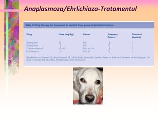 Anaplasmoza/Ehrlichioza-Tratamentul 
 