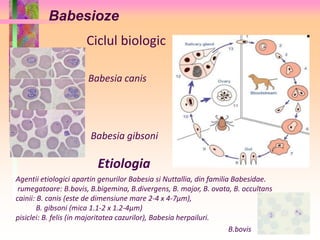 Babesioze 
Ciclul biologic 
Babesia canis 
Babesia gibsoni 
Etiologia 
Agentii etiologici apartin genurilor Babesia si Nuttallia, din familia Babesidae. 
rumegatoare: B.bovis, B.bigemina, B.divergens, B. major, B. ovata, B. occultans 
cainii: B. canis (este de dimensiune mare 2-4 x 4-7μm), 
B. gibsoni (mica 1.1-2 x 1.2-4μm) 
pisiclei: B. felis (in majoritatea cazurilor), Babesia herpailuri. 
B.bovis 
 