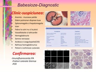 Babesioze-Diagnostic 
Clinic-suspiciunea: 
• Anemie - mucoase palide 
• Edem pulmonar-dispnee-tuse 
• Splenomegalie si hepatomegalie 
• Icter 
• Febra la caini nu si la pisici 
• Vasodilatatie si tahicardie 
• Hemoglobinurie 
• Semne nervoase 
• Acidoza si coagulopatie(CID) 
• Nefroza hemoglobinurica 
• Petesii si echimoze cutanate 
Confirmarea: 
-Imunofluorescenta IFA 
-Frotiuri colorate Giemsa 
-PCR 
 