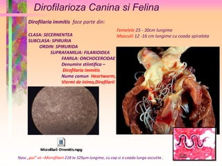 Dirofilarioza Canina si Felina 
Dirofilaria immitis face parte din: 
CLASA: SECERNENTEA 
SUBCLASA: SPIRURIA 
ORDIN: SPIRURIDA 
SUPRAFAMILIA: FILARIOIDEA 
FAMILA: ONCHOCERCIDAE 
Denumire stiintifica – 
Dirofilaria immitis 
Nume comun Heartworm, 
Viermi de inima,Dirofilarii 
Femelele 25 - 30cm lungime 
Masculii 12 -16 cm lungime cu coada spiralata 
Nasc „pui” vii –Microfilarii 218 la 329μm lungime, cu cap si o coada lunga ascutite . 
 