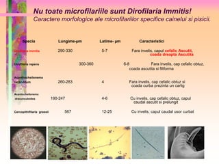 Nu toate microfilariile sunt Dirofilaria Immitis! 
Caractere morfologice ale microfilariilor specifice cainelui si pisicii. 
Specia Lungime-μm Latime- μm Caracteristici 
Dirofilaria immitis 290-330 5-7 Fara invelis, capul cefalic Ascutit, 
coada dreapta Ascutita 
Dirofilaria repens 300-360 6-8 Fara invelis, cap cefalic obtuz, 
coada ascutita si filiforma 
Acanthocheilonema 
reconditum 260-283 4 Fara invelis, cap cefalic obtuz si 
coada curba prezinta un carlig 
Acantocheilonema 
dracunculoides 190-247 4-6 Cu invelis, cap cefalic obtuz, capul 
caudal ascutit si prelungit 
Cercopithifilaria grassii 567 12-25 Cu invelis, capul caudal usor curbat 
 
