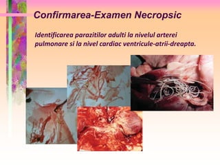 Confirmarea-Examen Necropsic 
Identificarea parazitilor adulti la nivelul arterei 
pulmonare si la nivel cardiac ventricule-atrii-dreapta. 
 