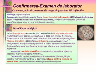 Confirmarea-Examen de laborator 
Examenul pe frotiu proaspat de sange diagnosticul Microfilariilor 
Avantaje : rapida si iefitna 
Dezavantaj : Sensibilitate scazuta, foarte frecvent rezultate fals negative (35% din cainii infectati cu 
adulti –cu semne clinice nu au microfilarii circulante), nediferentierea exacta a specilor de 
microfilarii. Nu ne ajuta in cazul imbolnavirilor pisicilor. 
Testul Knott modificat 
Un ml de sange venos este amestecat cu aproximativ 10 ml formol tamponat 
(buffered formalin) apoi se centrifugheaza la 1500 rpm timp de 3-5 minute. 
Supernatantul este extras din tub si sedimentul este amestecat in parti egale cu 
Albastru de Metilen 1:1000. Daca centrifugarea nu se realizeza in mod 
corespunzator microfilariile pot fi pierdute in timpul decantarii supernatantului. 
Sedimentul se aseaza pe o lama, se acopera cu o lamela si se examineaza la 
microscop. 
Avantanje: sensibila si specifica in cazul cainilor, putandu-se diferentia 
specile de microfilarii(Repens de Immitis). 
Dezavantaje: medicii veterinari trebuie sa cunoasca bine morfologia 
specifica microfilariilor pentru a le diferentia, rabdare pentru a examina cu 
atentie lama. Sensibilitate scazuta in diagnosticul bolii la pisici. 
 