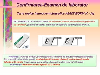 Confirmarea-Examen de laborator 
Teste rapide Imunocromatografice HEARTWORM IC - Ag 
HEARTWORM IC este un test rapid ce foloseste tehnica imunocromatografica de 
tip sandwich, folosind anticorpi impotriva antigenului de Dirofilaria immitis. 
Avantanje: simplu de efectuat, citirea rezultatului in maxim 15 minute de la recoltarea probei, 
foarte specifice si sensibilie, practic rezultatul pozitiv in urma efectuarii unui test confirma clar 
infectia cu D. Immits; testele rapide foarte ieftine; diagnostic atat la caine cat si la pisica 
Dezavantaje: detecteaza numai infectiile cu D. Immitis 
 