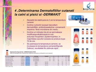 4 . Determinarea Dermatofitilor cutanati 
la caini si pisici si -DERMAKIT 
• Deosebit de stabil-pana la 3 ani la temperatura 
camerei 
• Contine nutrientii necesari dezvoltarii 
dermatofitilor, antibioticeselective -conservanti 
impotriva florei microbiene din mediu. 
• Contine un indicator de ph-ce semnaleaza 
modificarea-alcalinizarea lui sub 
actiunea:Tricophiton, Epidermophiton, in 
majoritatea cazurilor aceasta se produce dupa 
72 de ore. 
• Se pastreaza la temperatura camerei, se 
incubeaza la temperatura camerei(20grade 
Celsius), rezultatele fiin obtinute rapid . 
 