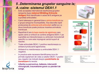 5 . Determinarea grupelor sanguine la; 
A.-caine -sistemul DEA1.1 
• Este acceptata international clasificarea grupelor 
sanguine dupa sistemul DEA(Dog Eritrocite 
Antigen) fiind identificate in acest fel 8 antigene pe 
suprafata eritrocitelor. 
• Cainii tolereaza in general bine o prima transfuzie cu 
o grupa sanguina incompatibila, insa dezvolta rapid 
producerea de anticorpi anti-eritrocitari astfel ca o a 
doua transfuzie poate produce moartea animalului 
transfuzat. 
• RapidVet-H are la baza reactia de aglutinare care 
apare cand un eritocit ce contine antigene DEA1.1 pe 
suprafata sa interactioneaza cu anticorpii monoclonali 
specifici cu care este impregnat cardul-suport al 
reactiei. 
• Toate eritrocitele DEA1.1 pozitive reactioneaza cu 
antiserul producand aglutinarea. 
• Antiserul nu reactioneaza cu eritrocitele DEA1.1 
negative. 
• In practica este necesara Identificarea inca din 
primele saptamani de viata a cateilor DEA1.1 pozitivi 
sau negativi da indicatii despre posibilitatile de 
transfuzare la nevoie: 
• infectia cu parvovirus, babesia, interventii 
chirurgicale, traumatisme grave cu pierderi de 
sange. 
 