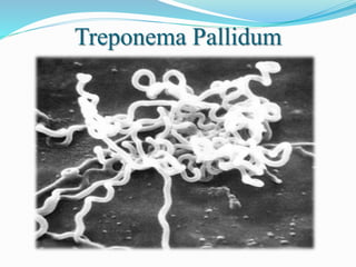 Treponema Pallidum
 