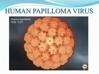 HUMAN PAPILLOMA VIRUS
 