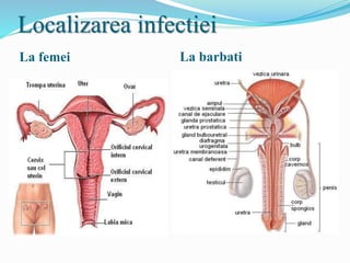 Localizarea infectiei
La femei La barbati
 