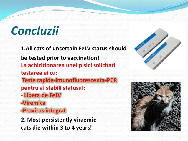 FeLV si FIV Boli pisici an 5 curs Diagnostic si Profilaxie