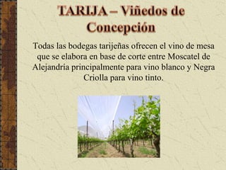 TARIJA – Viñedos de ConcepciónTodas las bodegas tarijeñas ofrecen el vino de mesa que se elabora en base de corte entre Moscatel de Alejandría principalmente para vino blanco y Negra Criolla para vino tinto. 