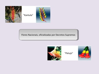 "Kantuta" "Patujú" Flores Nacionais, oficializadas por Decretos Supremos 