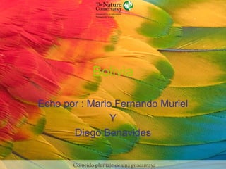 Bolivia

Echo por : Mario Fernando Muriel
                Y
       Diego Benavides
 