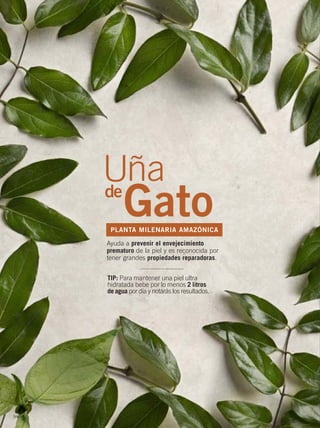 94
Ayuda a prevenir el envejecimiento
prematuro de la piel y es reconocida por
tener grandes propiedades reparadoras.
Gato
Uñade
PLANTA MILENARIA AMAZÓNICA
TIP: Para mantener una piel ultra
hidratada bebe por lo menos 2 litros
de agua por día y notarás los resultados.
94-95 Una de gato.qxp_094-095 bol C10 7/16/15 4:13 PM Página 1
 