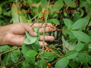 Tentativa de Erradicação da Coca e
Retirada da Coca como Droga
 