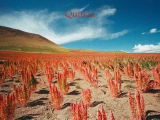 Quinoa
 