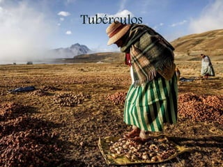 Tubérculos
 