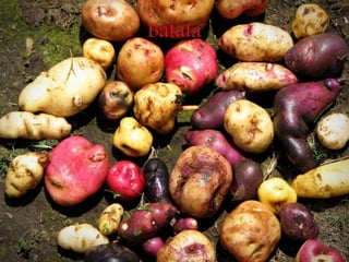 Batata
 