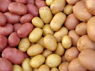 Batata de Fritar
 