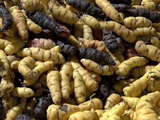Oca
 