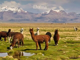Lhama
 