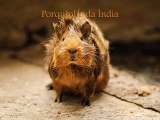 Porquinho da Índia
 